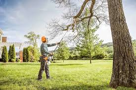 How Our Tree Care Process Works  in  Colma, CA