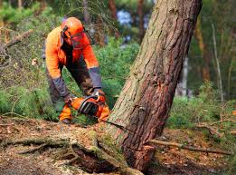 Professional Tree Removal Services in Colma, CA